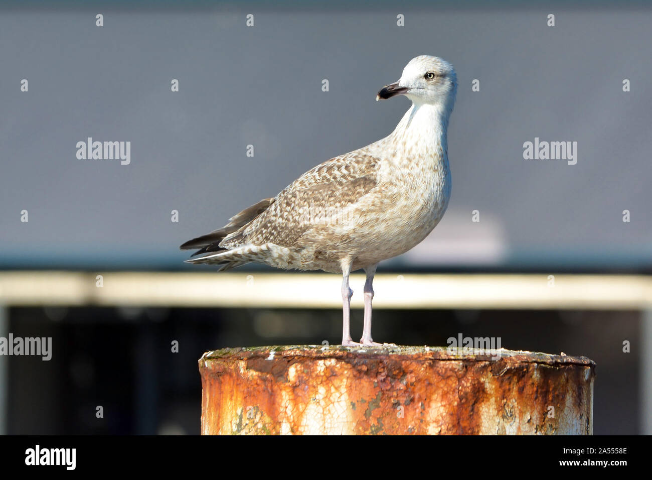 I capretti europea "Larus argentatus' aringa gabbiano in piedi sul palo arrugginito Foto Stock