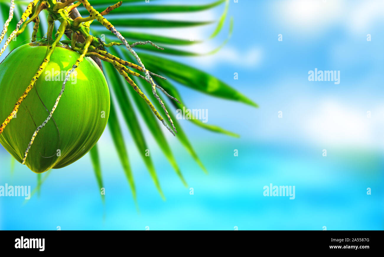 Il Cocco frutti pendenti nel suo albero con il mare sullo sfondo Foto Stock