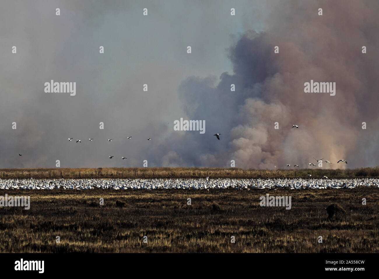 Snow goose Chen caerulescens alimentazione su nuovi germogli di erba con combustione controllata della vecchia vegetazione al di là, Anahuac National Wildlife Refuge, Texas, USA Foto Stock
