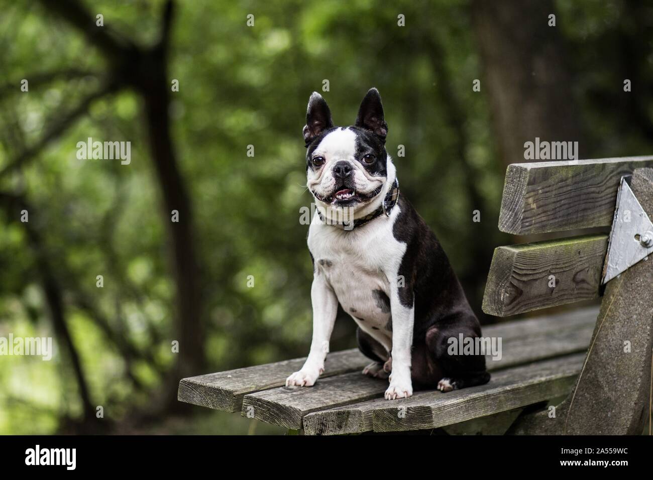 Udienza Boston Terrier Foto Stock