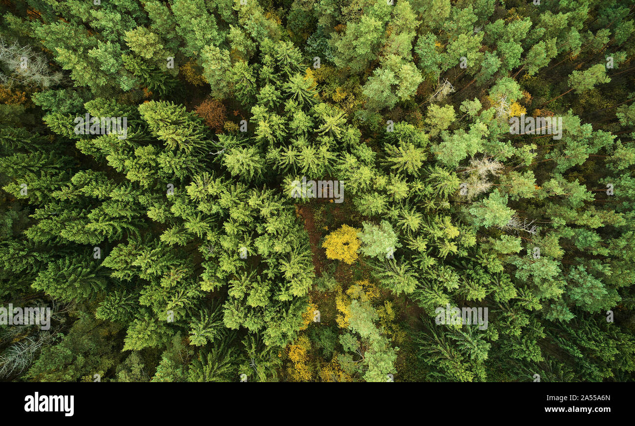 Terra di verde foresta autunnale sopra top drone visualizza Foto Stock