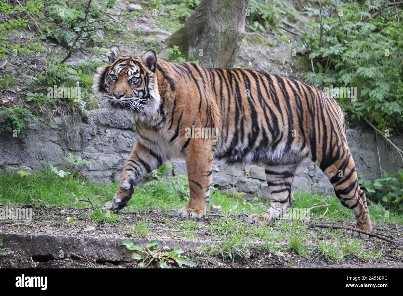 Femmina tigre di Sumatra, Daseep, pattuglie (panthera tigris sumatrae) Foto Stock