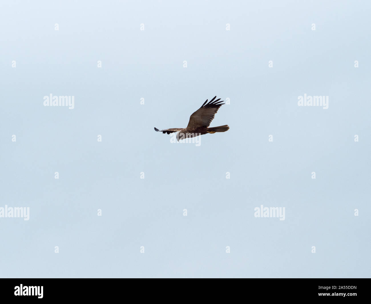 Falco di palude Circus aeruginosus in volo, da nascondere Viridor, Westhay Moor Riserva Naturale Nazionale, Avalon paludi, Somerset e brughiere, Englan Foto Stock