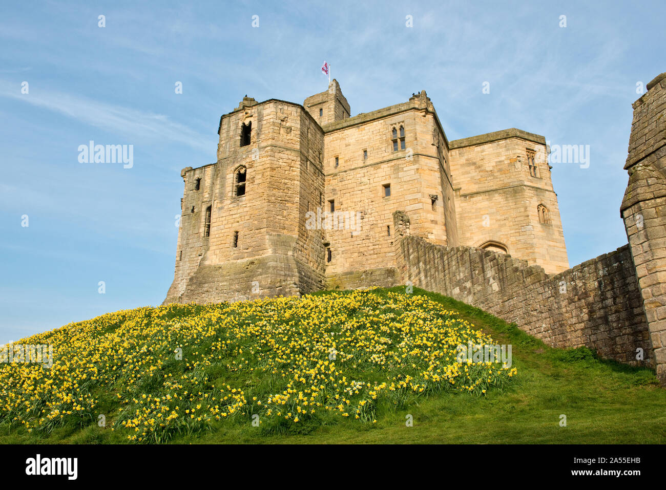 Warkworth Castle e daffodil coperto embankment per il castello di mantenere. Northumberland, England, Regno Unito Foto Stock