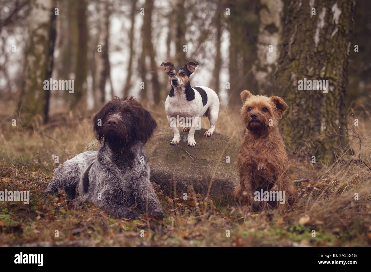Tre cani nella foresta Foto Stock