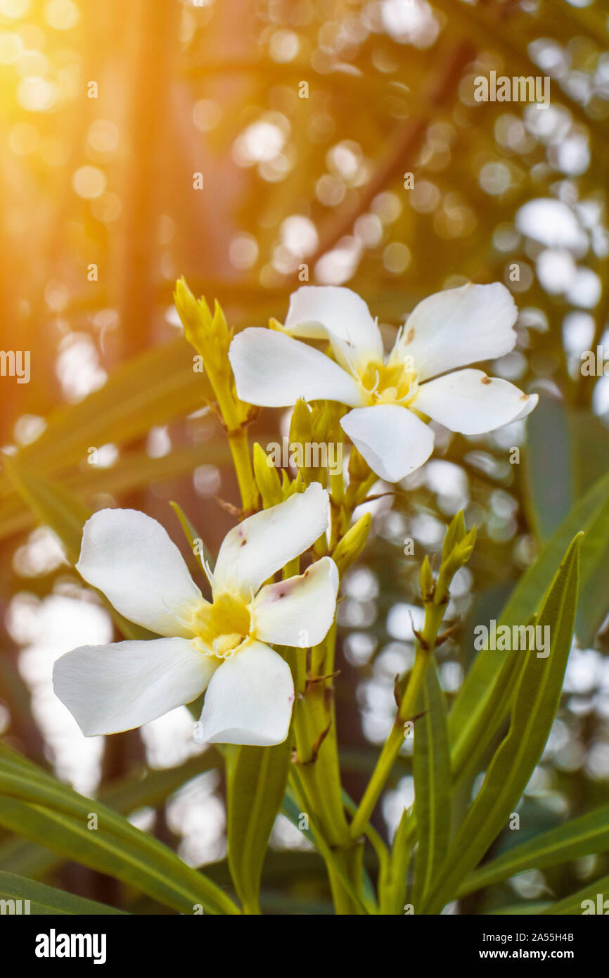 Questo è Nerium oleander arbusto fiori bianchi. Foto Stock