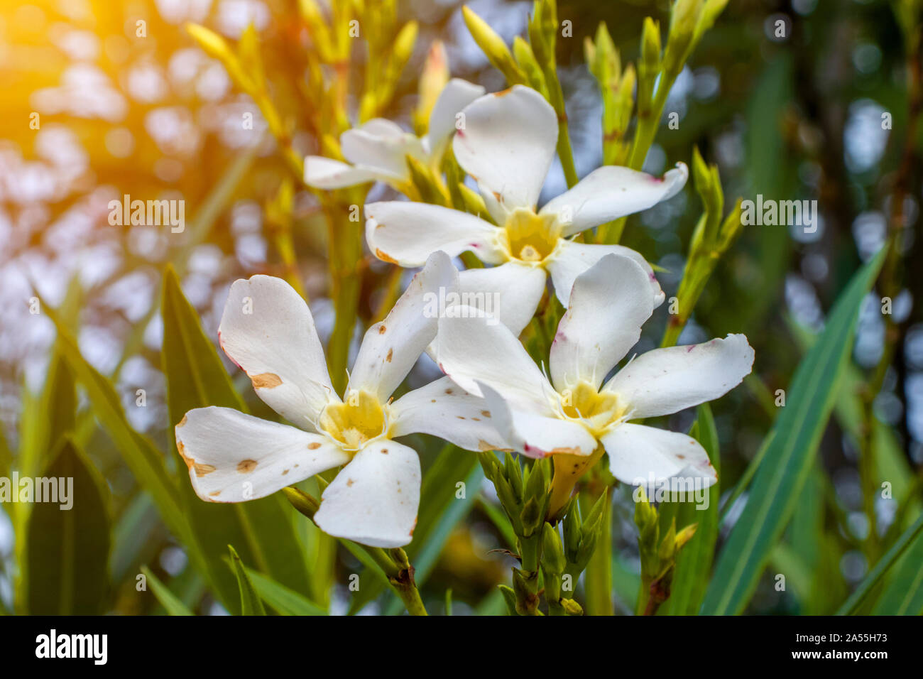 Questo è Nerium oleander arbusto fiori bianchi. Foto Stock