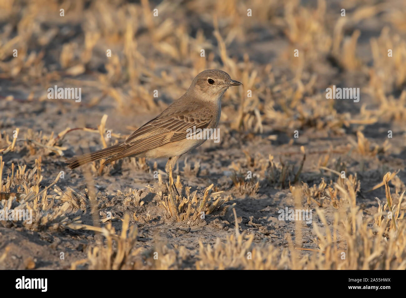 Flycatcher di chat Foto Stock