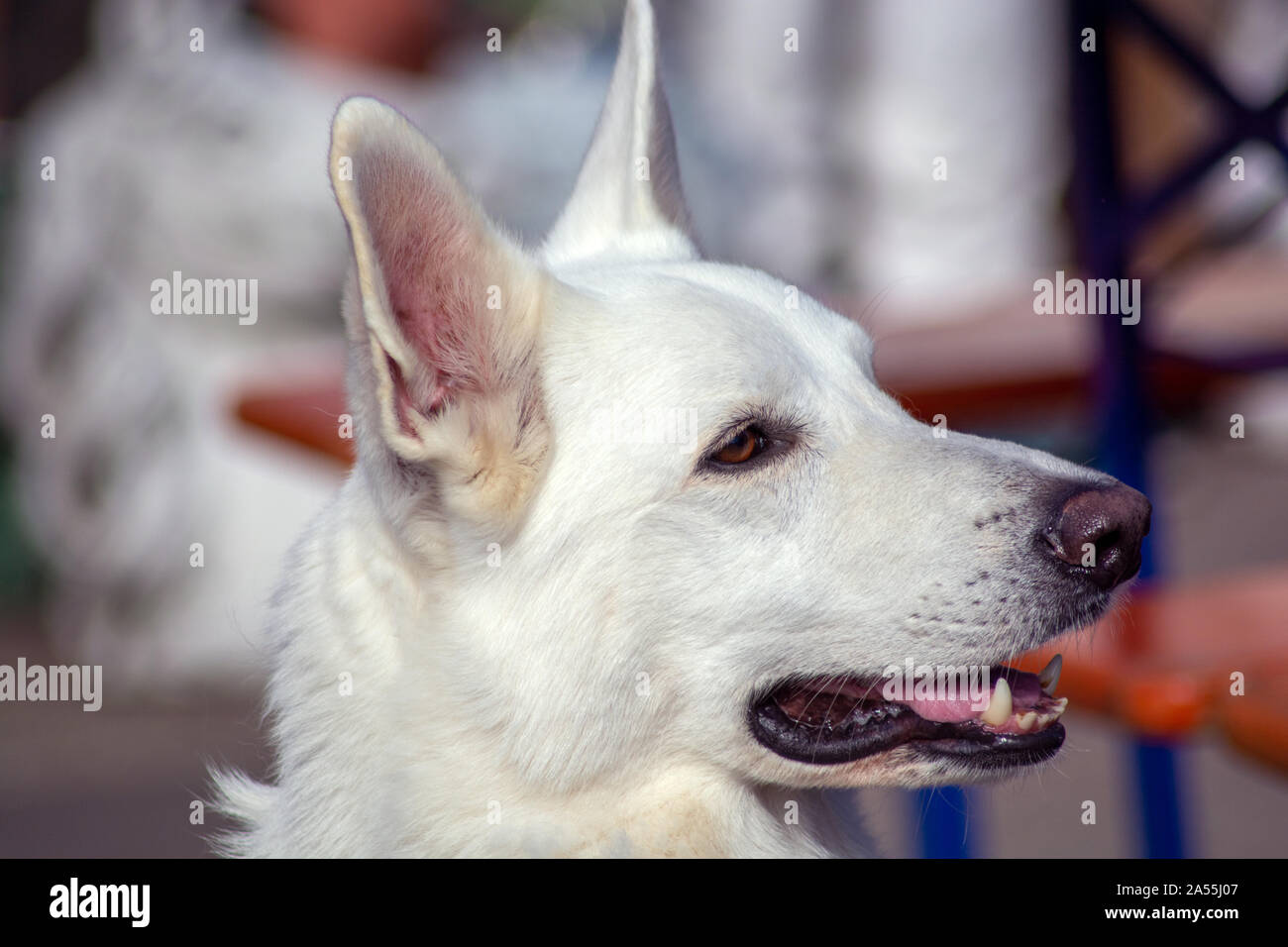 Cane bianco, Foto Stock
