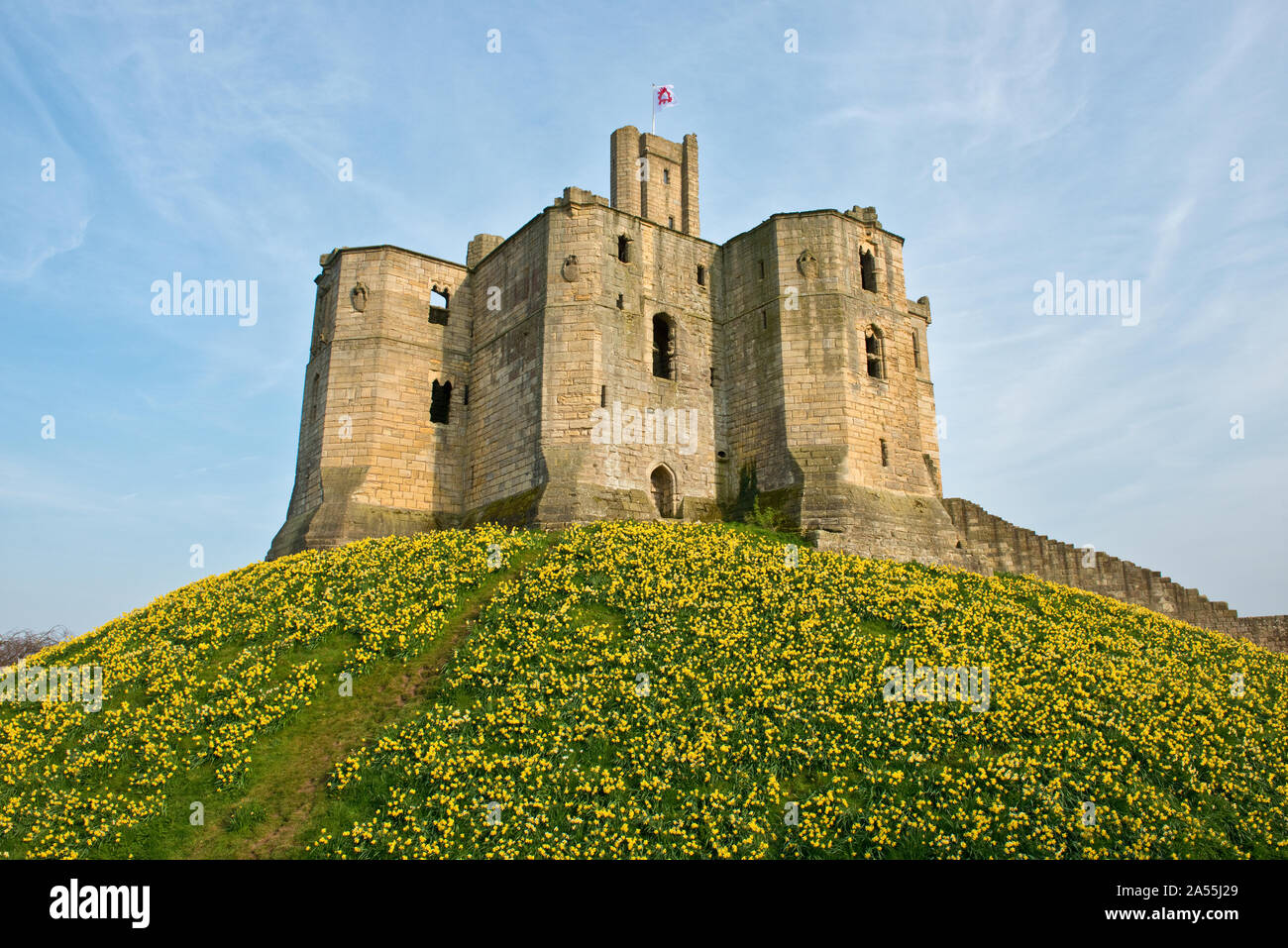 Warkworth Castle e daffodil coperto embankment per il castello di mantenere. Northumberland, England, Regno Unito Foto Stock