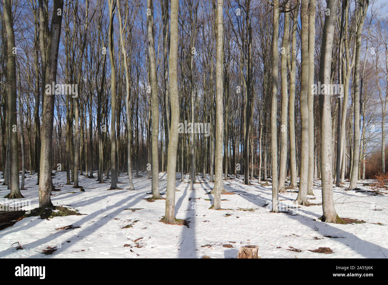 Legno di faggio Voderady - grande foresta di faggio con specie rare di animali e piante, Repubblica Ceca Foto Stock