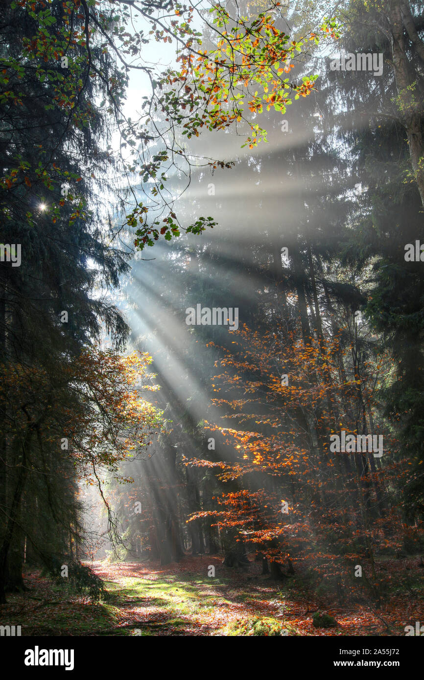 Dio - fasci di raggi di sole n la mattina presto forest Foto Stock