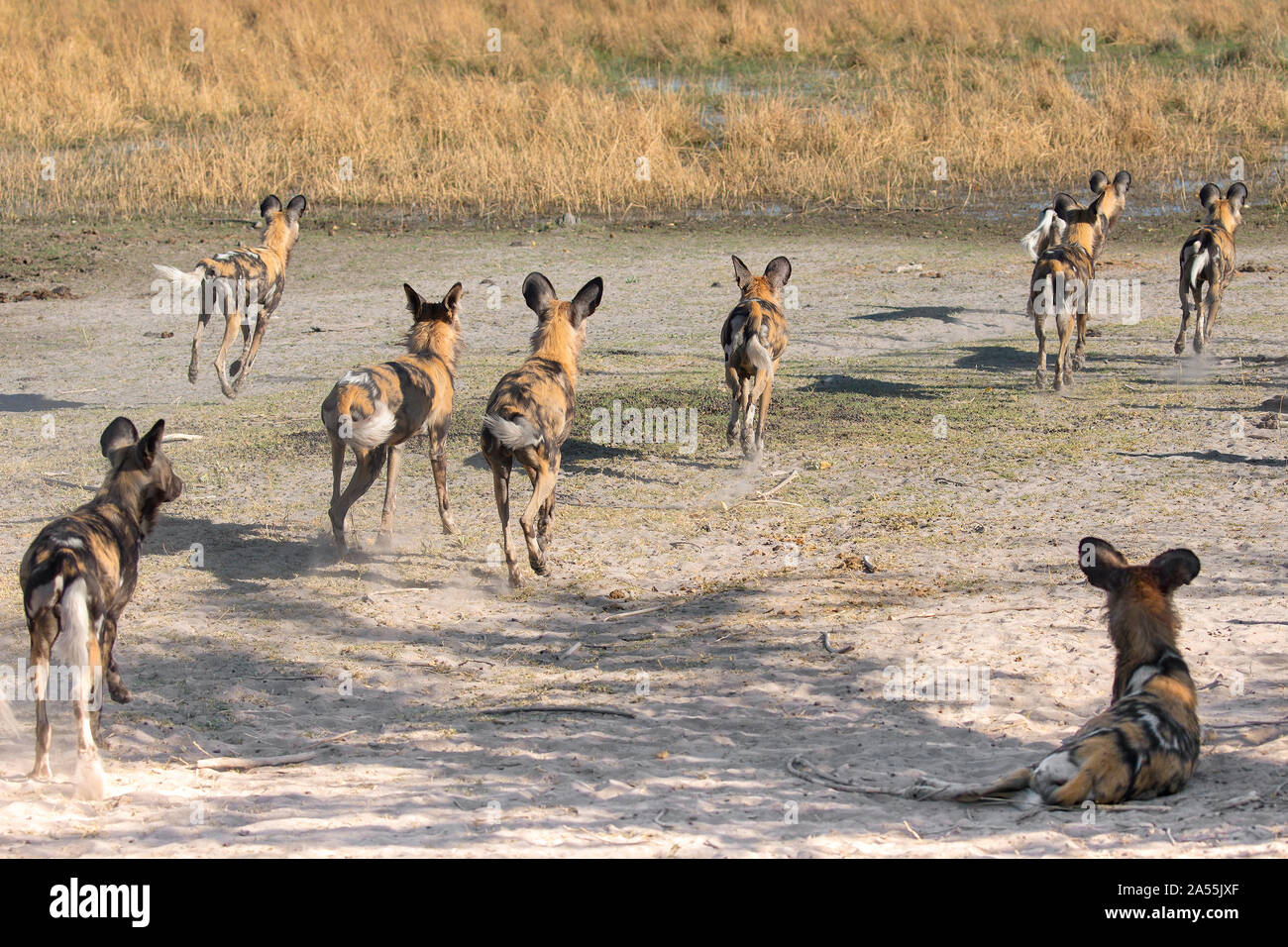 African wild dog Foto Stock