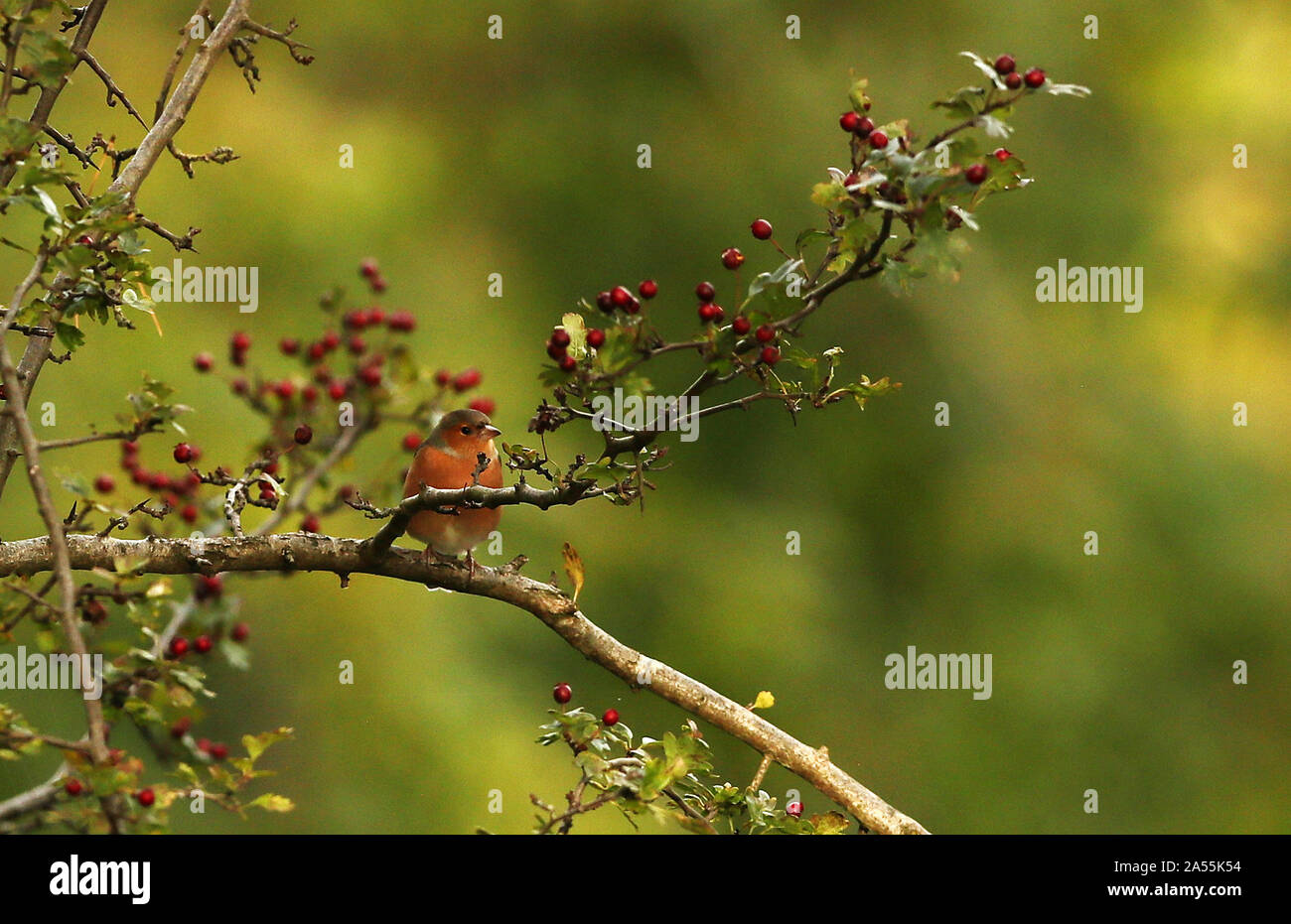 Un uccello si siede su un ramo in Phoenix Park di Dublino. Foto Stock