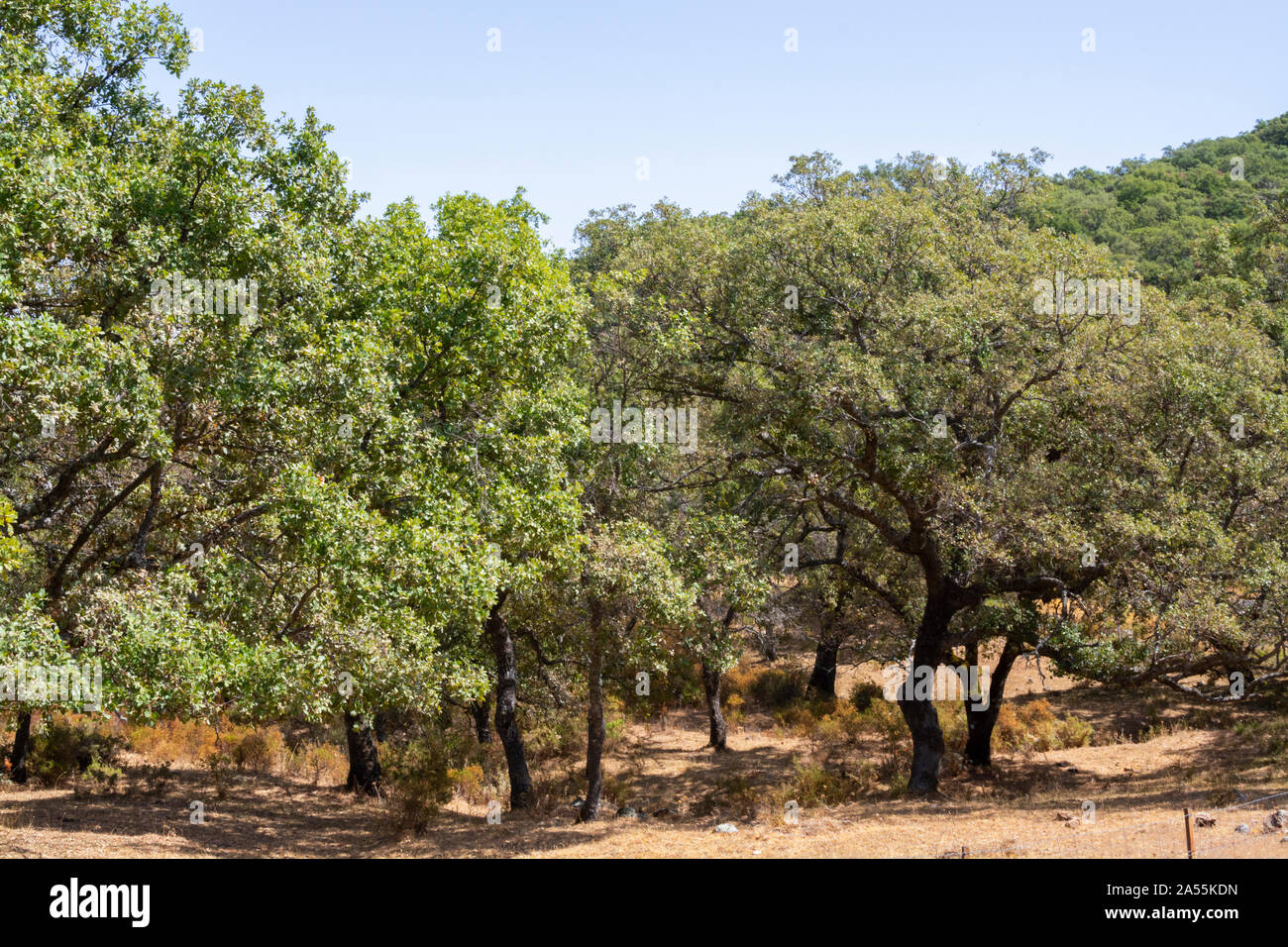 Boschetto di querce da sughero, fonte primaria di sughero per vino tappi per bottiglia e altri usi in Andalusia, Spagna Foto Stock