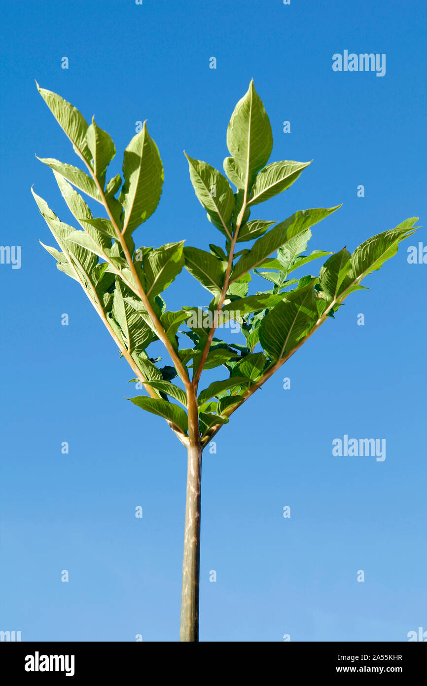 Devil's lingua. Amorphophallus konjac. Foto Stock