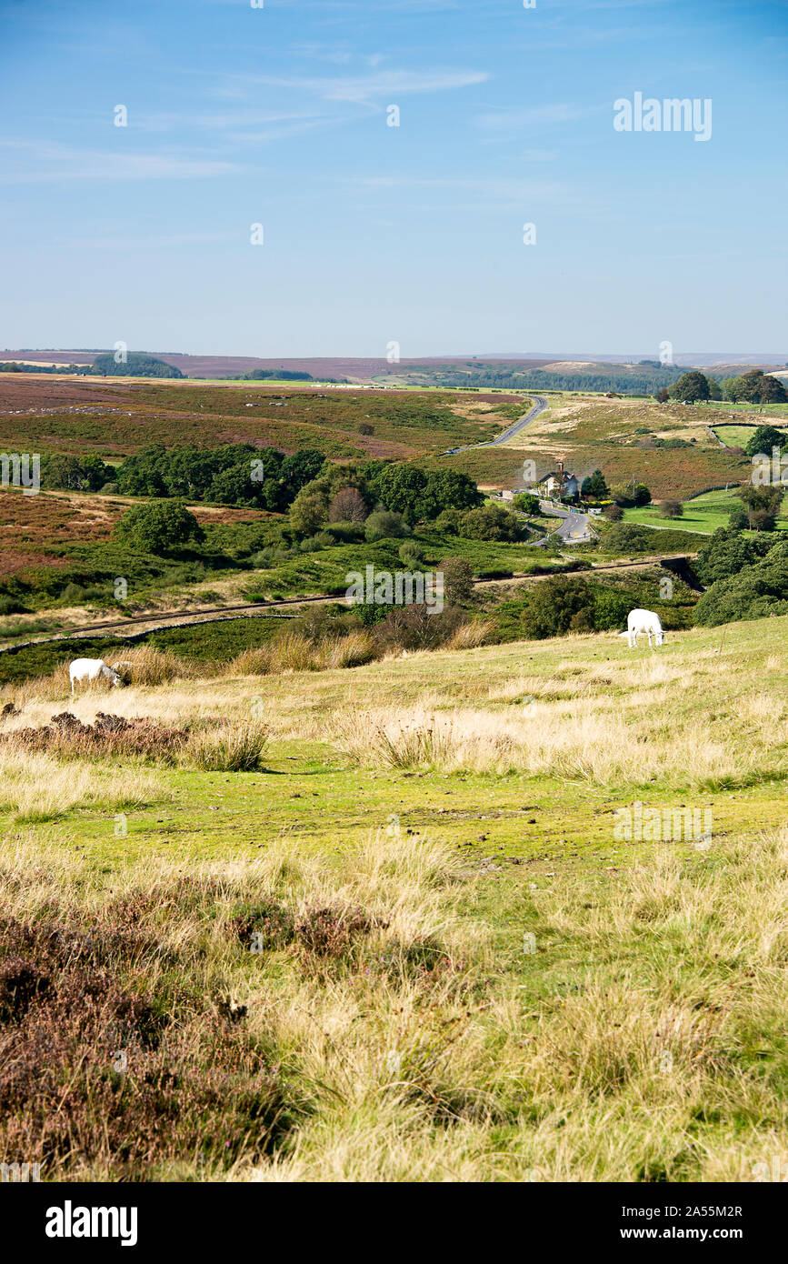 Bellissimo scenario di Goathland Moor vicino a Moorgates con due pecore al pascolo dalla linea ferroviaria North Yorkshire Moors Yorkshire Inghilterra Regno Unito Foto Stock