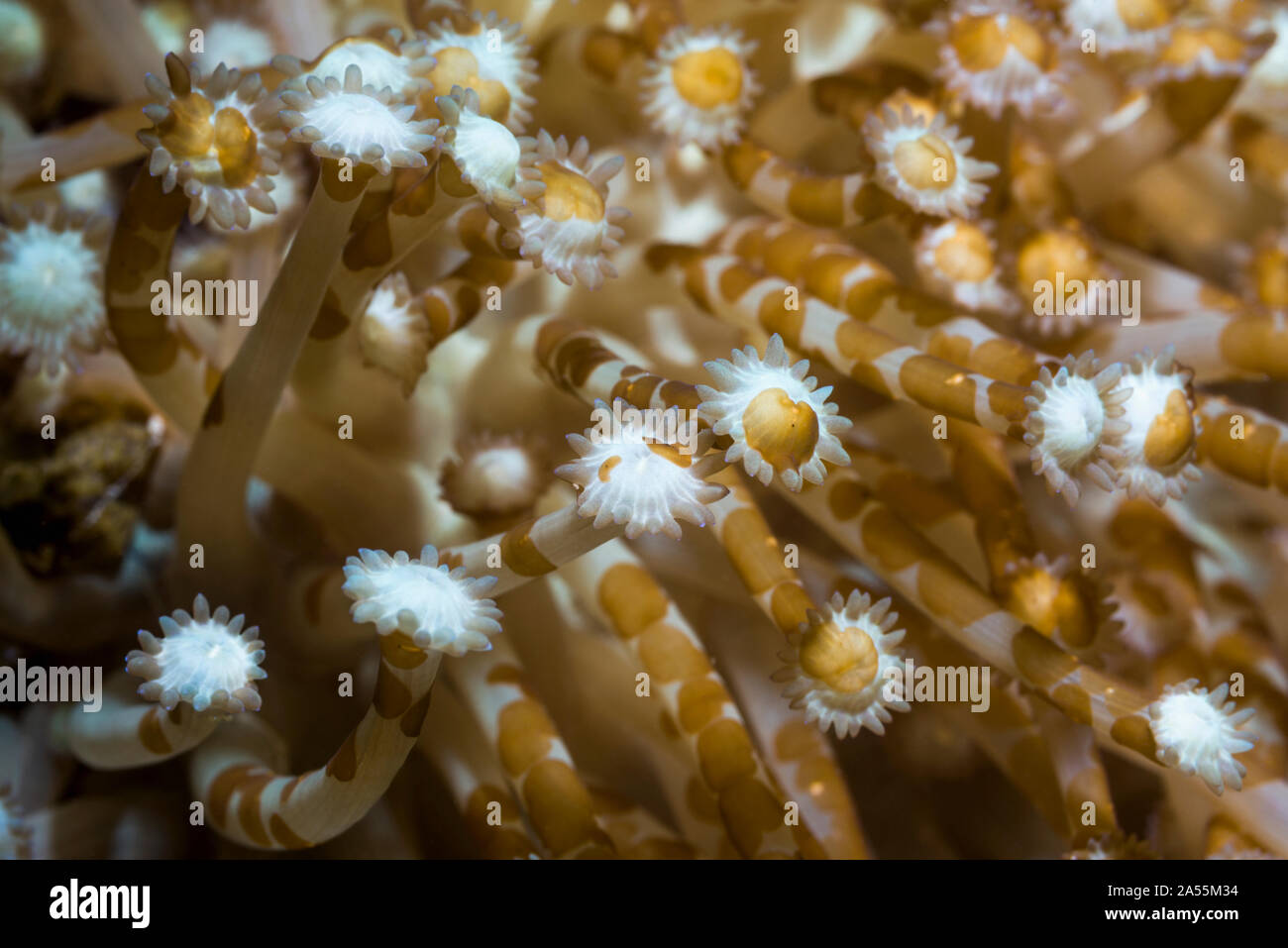 Acoel Flatworms - Waminoa sp. su soft coral polipi. Papua occidentale, in Indonesia. Indo-West pacifico. Foto Stock