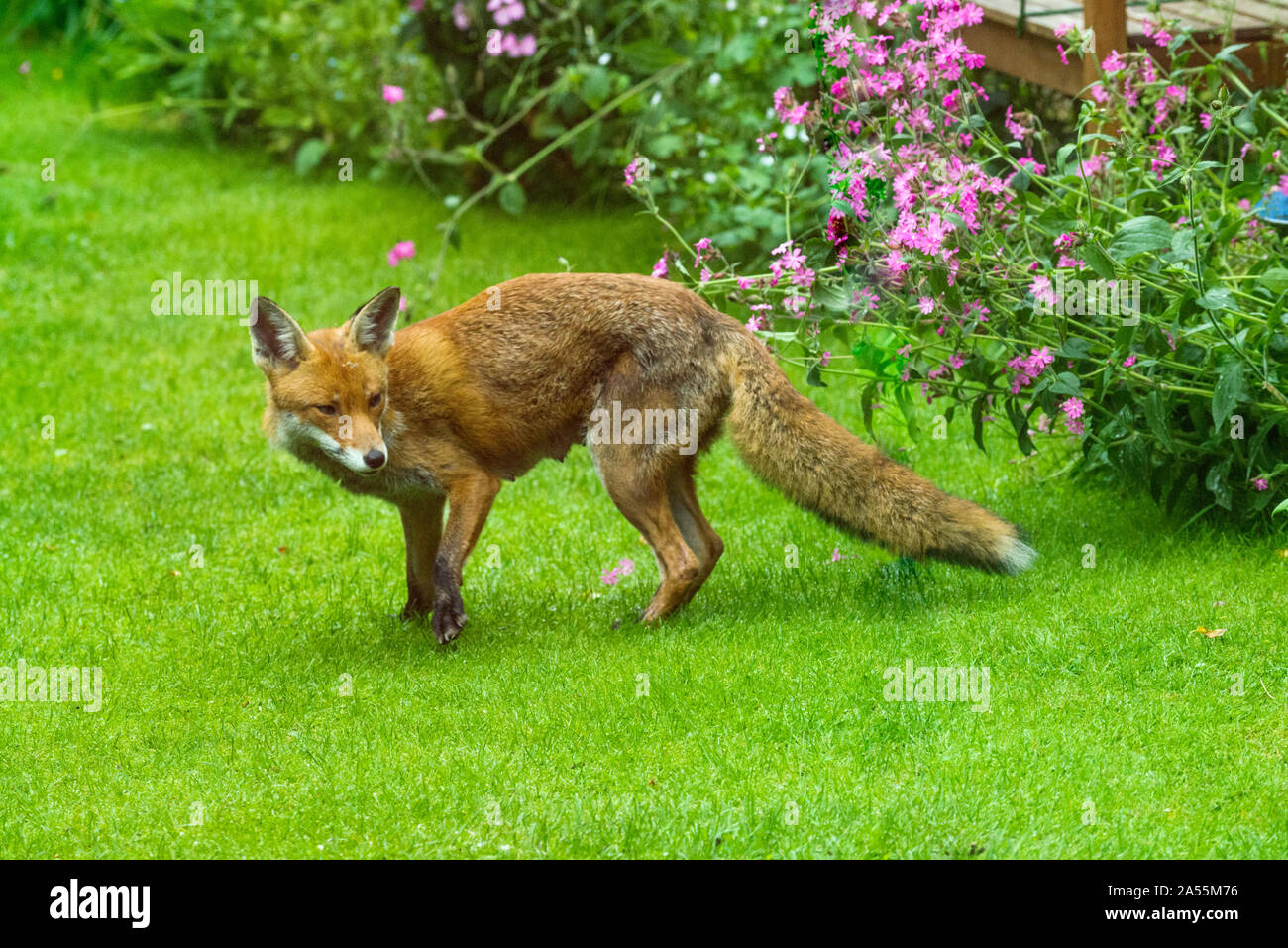 Red Fox [Vulpes vulpes] vixen in giardino con Red Campion [Silene dioca]. Londra, Regno Unito. Foto Stock