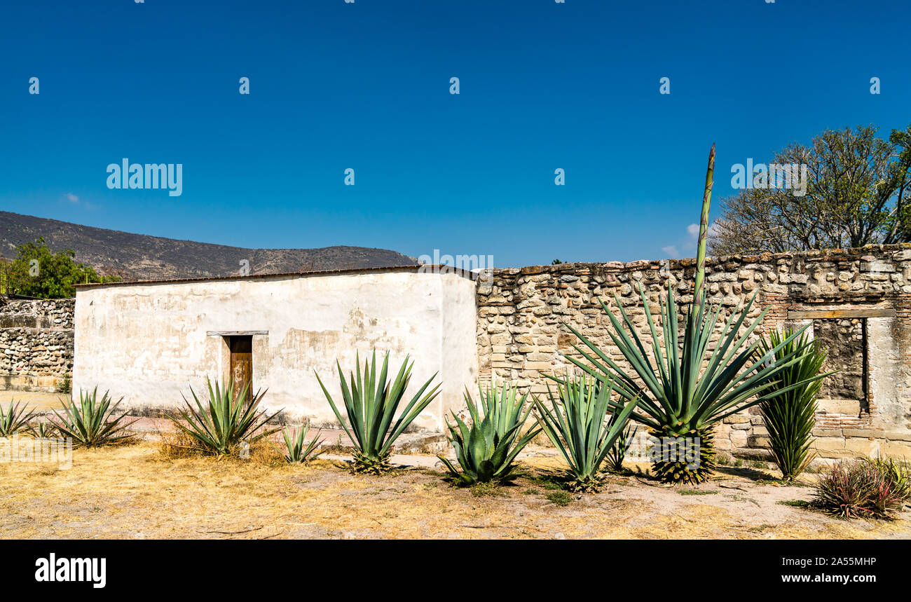 Cactus al Mitla sito archeologico in Messico Foto Stock
