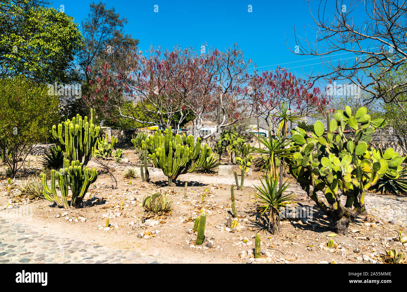 Cactus al Mitla sito archeologico in Messico Foto Stock
