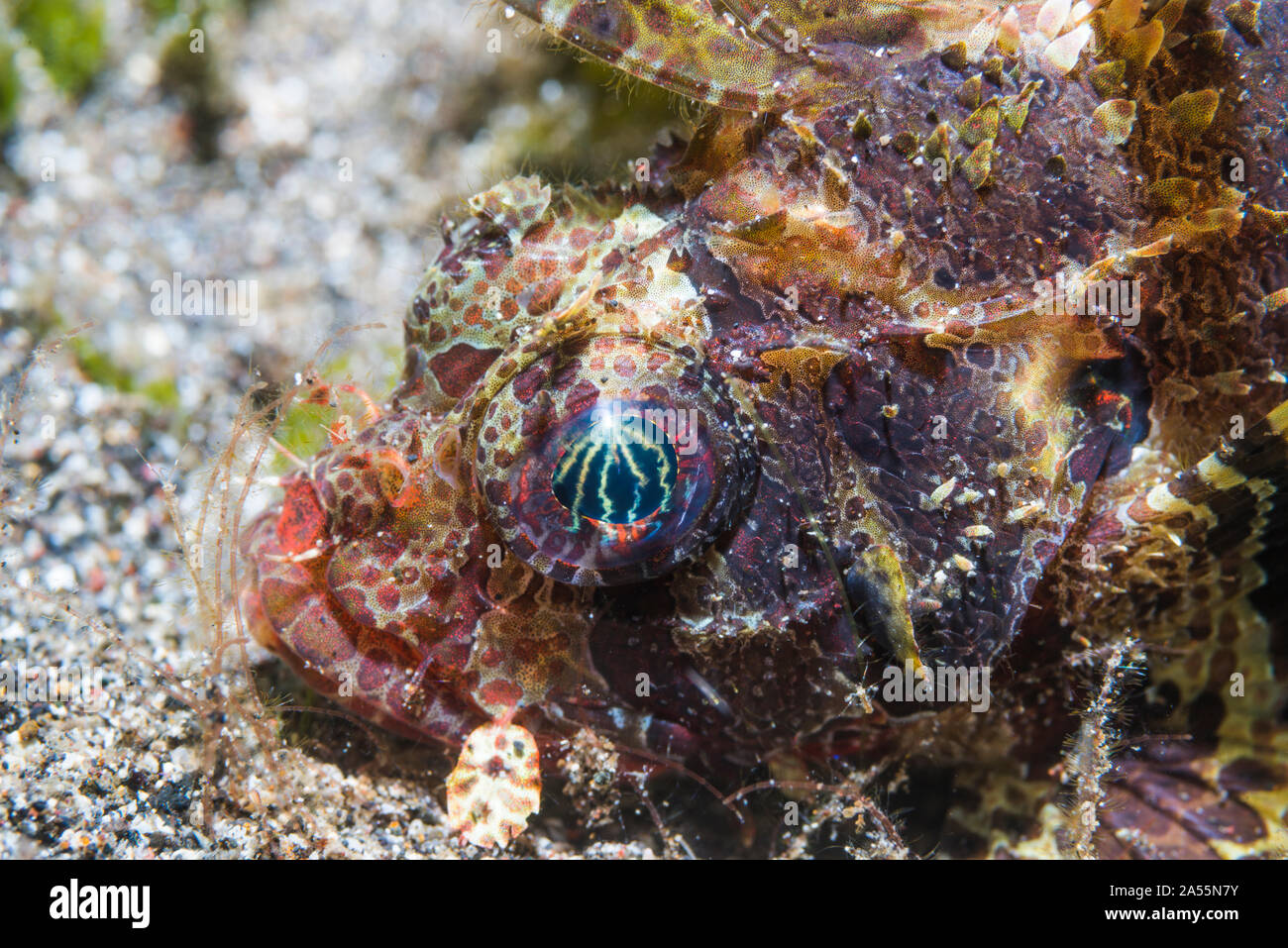 Leone Illex [Dendrochirus brachypterus]. Nord Sulawesi, Indonesia. Foto Stock