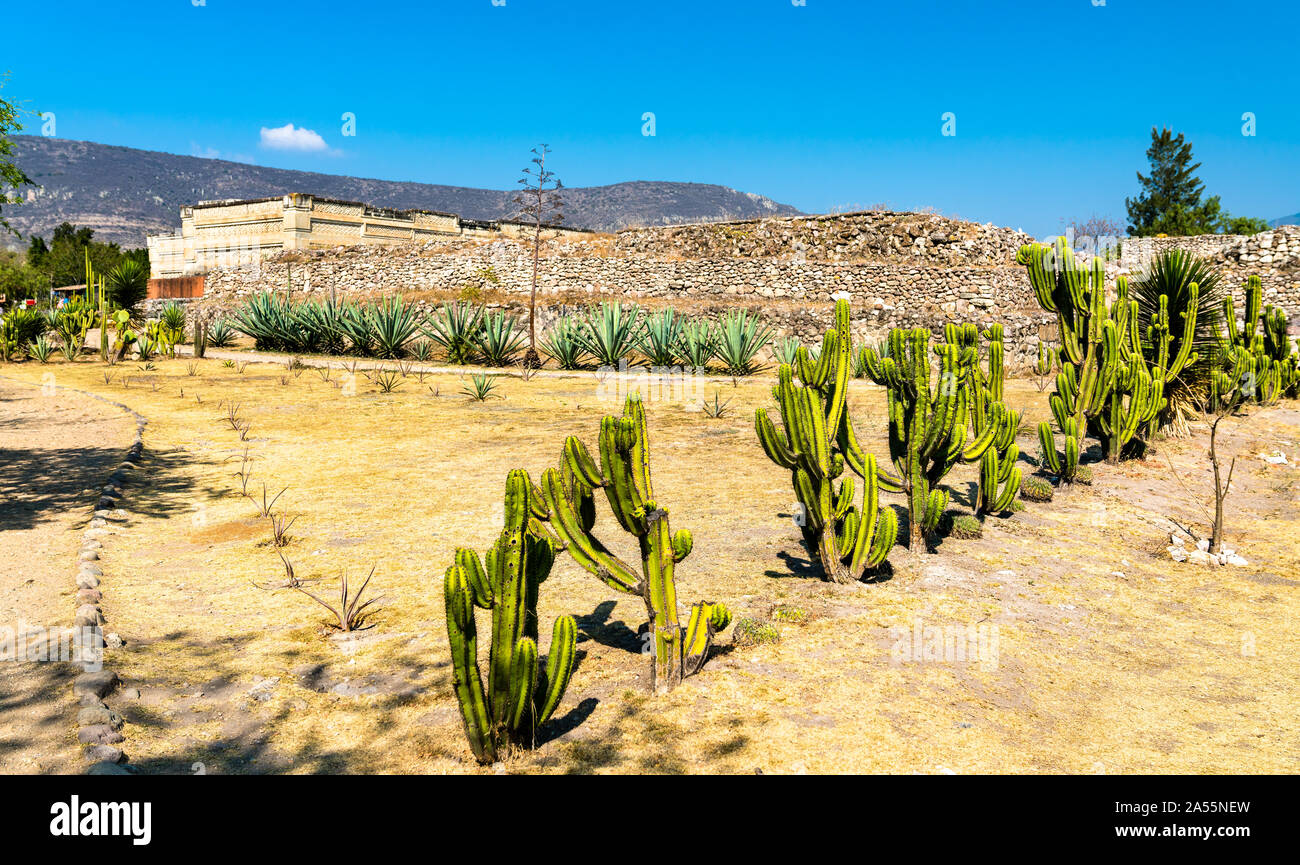Cactus al Mitla sito archeologico in Messico Foto Stock