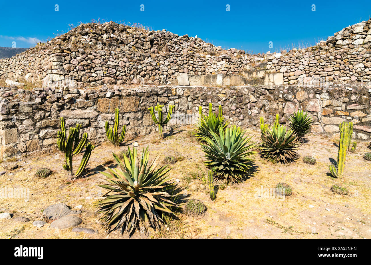 Cactus al Mitla sito archeologico in Messico Foto Stock