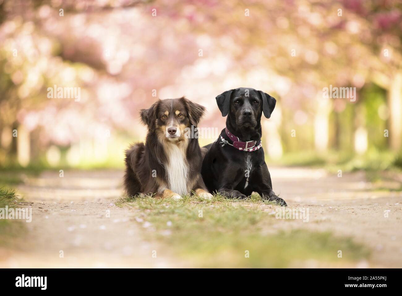 Labrador-Dalmatian-Mongrel Foto Stock