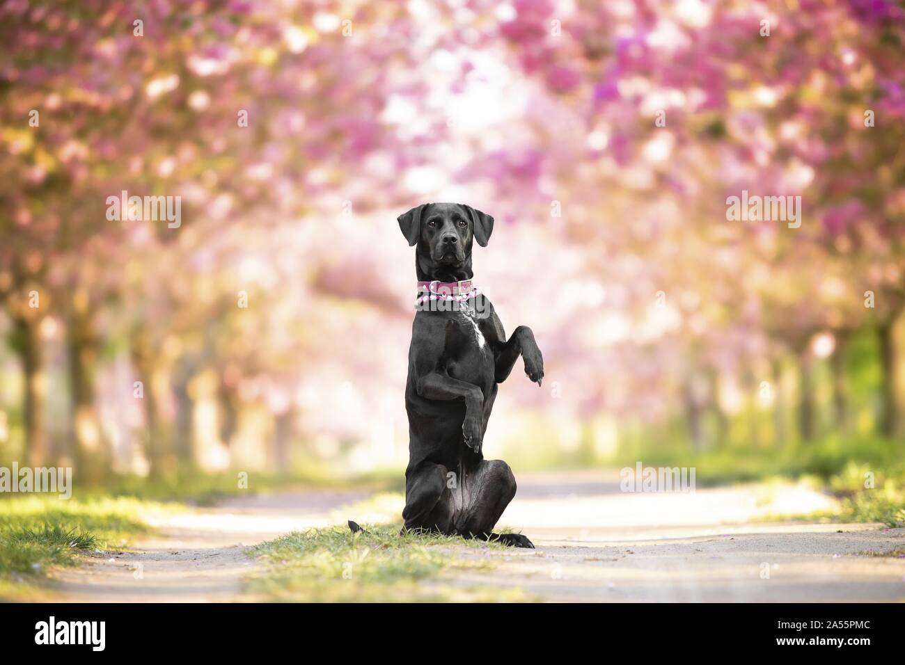 Labrador-Dalmatian-Mongrel Foto Stock