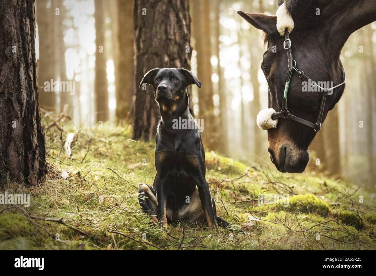 cane e cavallo Foto Stock