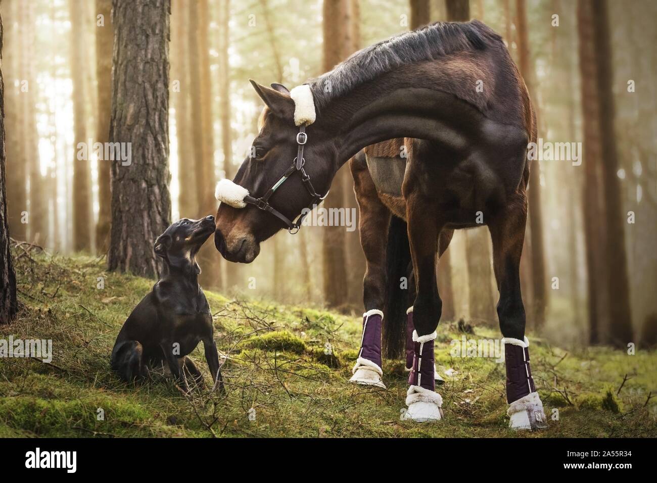 cane e cavallo Foto Stock