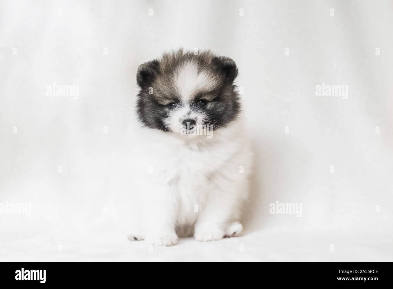 Cucciolo di Pomerania davanti a uno sfondo bianco Foto Stock