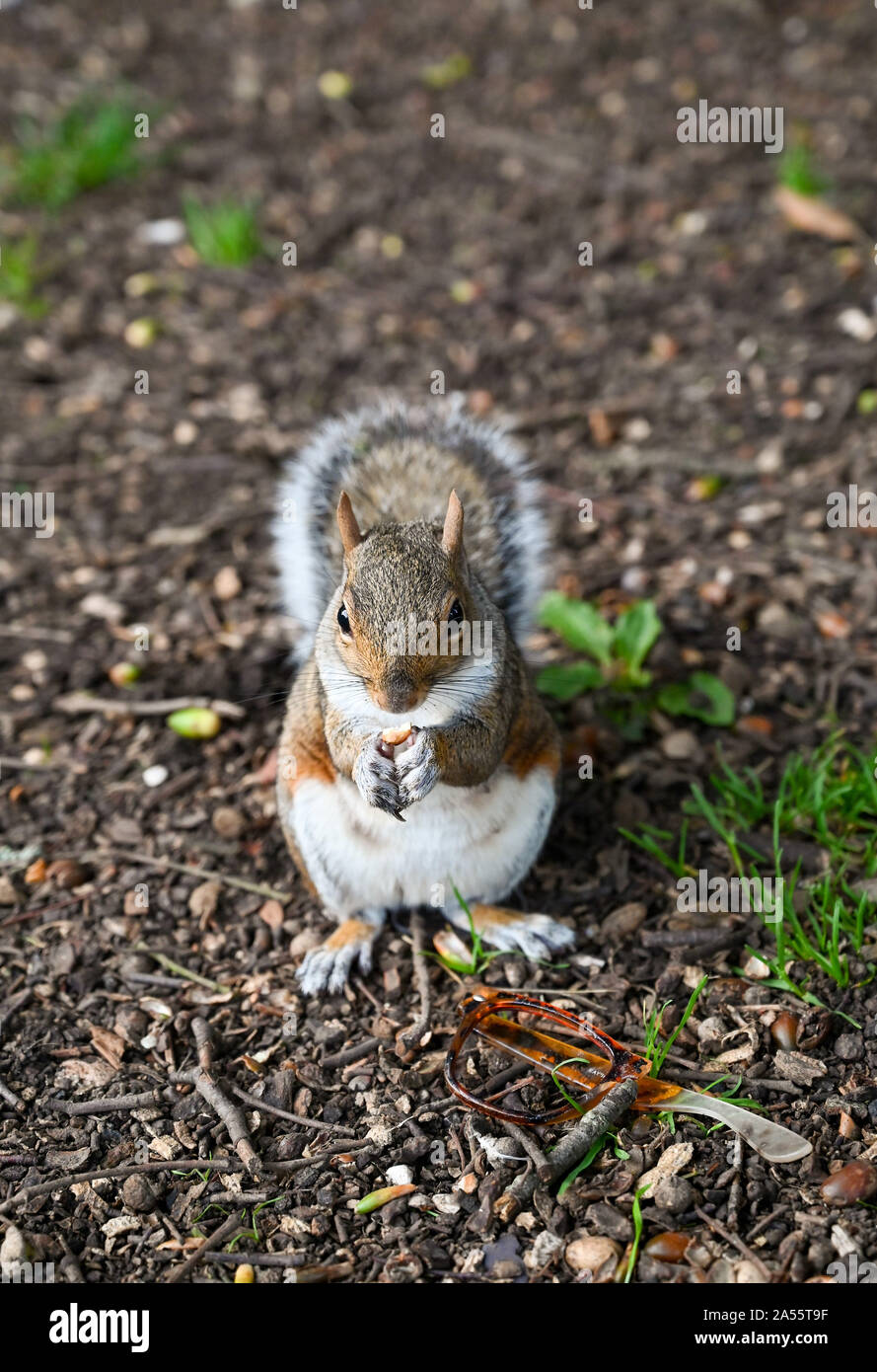 Queens Park Brighton Regno Unito - uno scoiattolo grigio Sciurus carolinensis ( Omniverous mammalia ) con un dado accanto a una coppia di plastica rotta vetri telaio Foto Stock