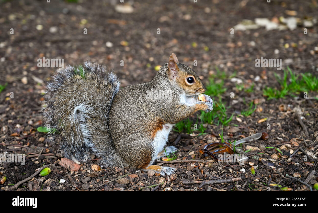 Queens Park Brighton Regno Unito - uno scoiattolo grigio Sciurus carolinensis ( Omniverous mammalia ) con un dado accanto a una coppia di plastica rotta vetri telaio Foto Stock