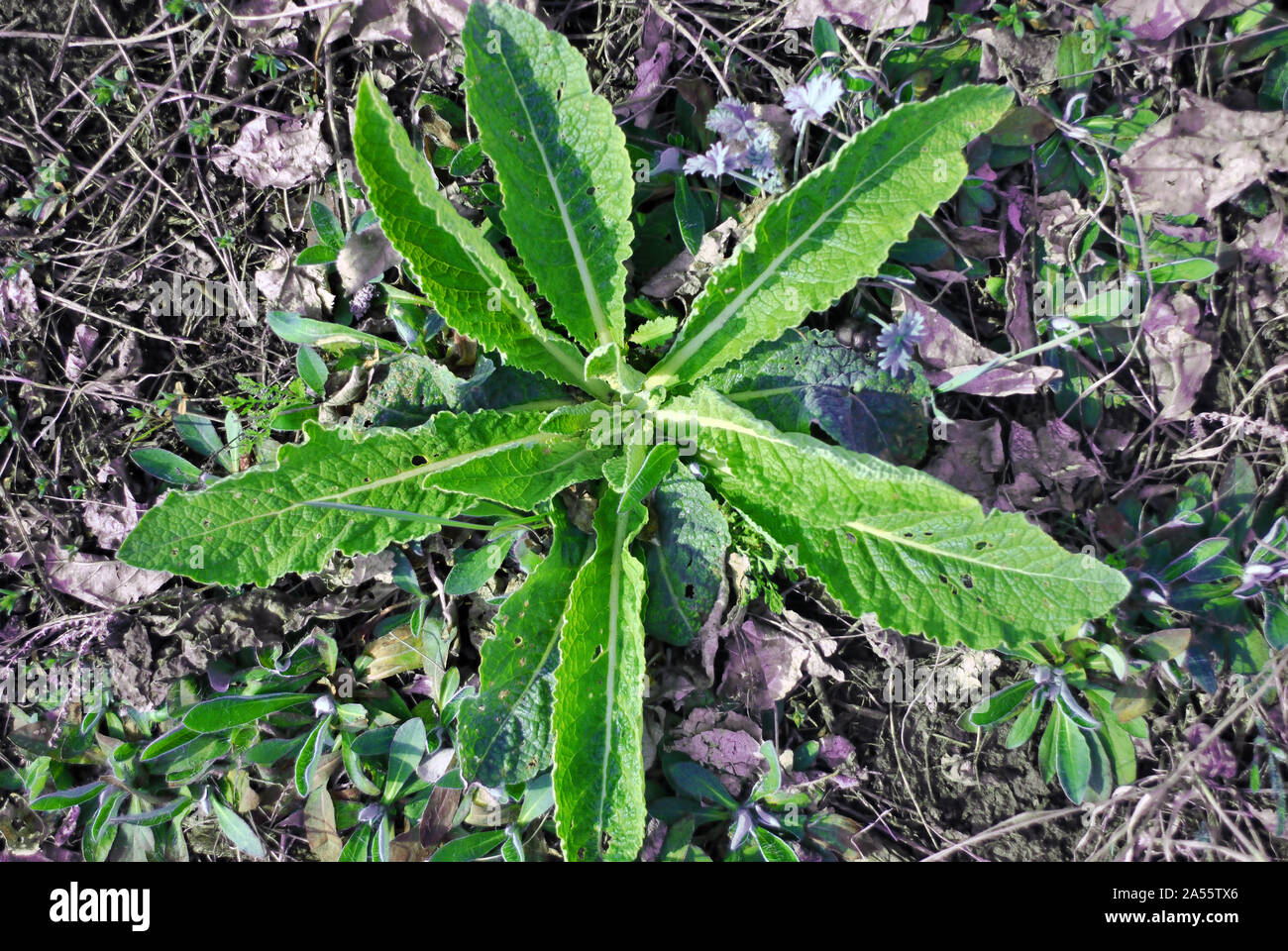 Sonchus arvense, il campo cardo mariano, campo sowthistle, perenne sow-thistle, mais sow thistle, dindle, gutweed, suina thistle crescente sul prato Foto Stock