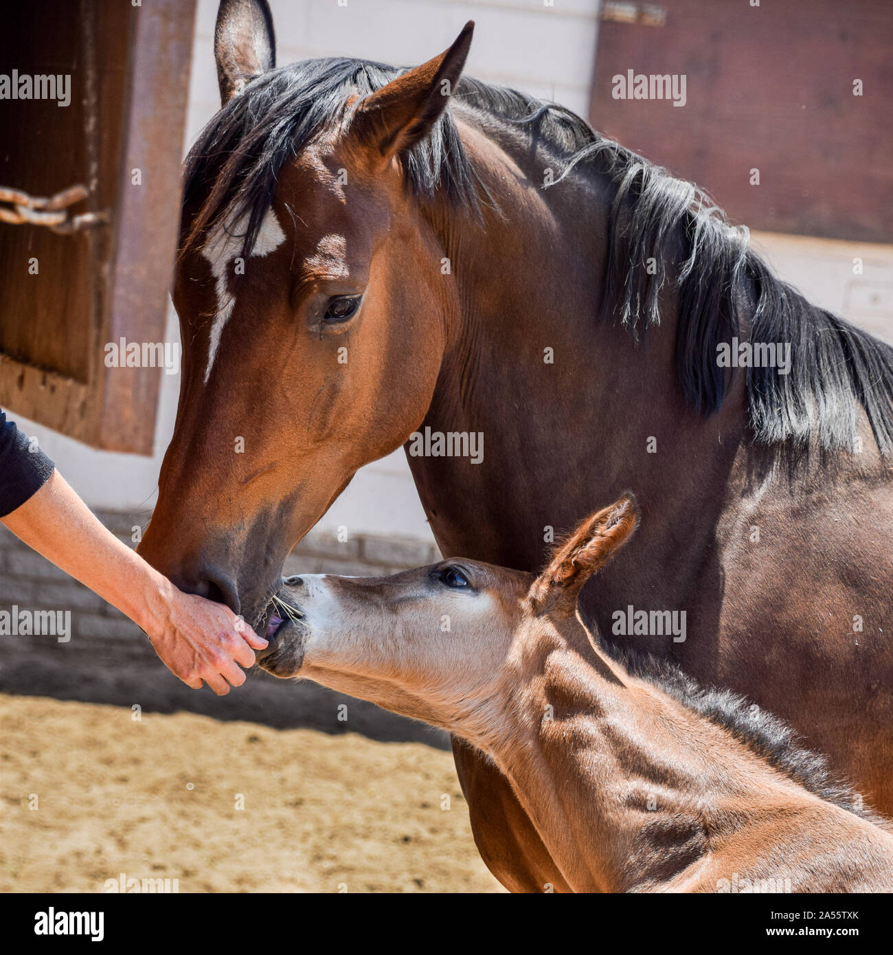 Cavalla con puledro Foto Stock