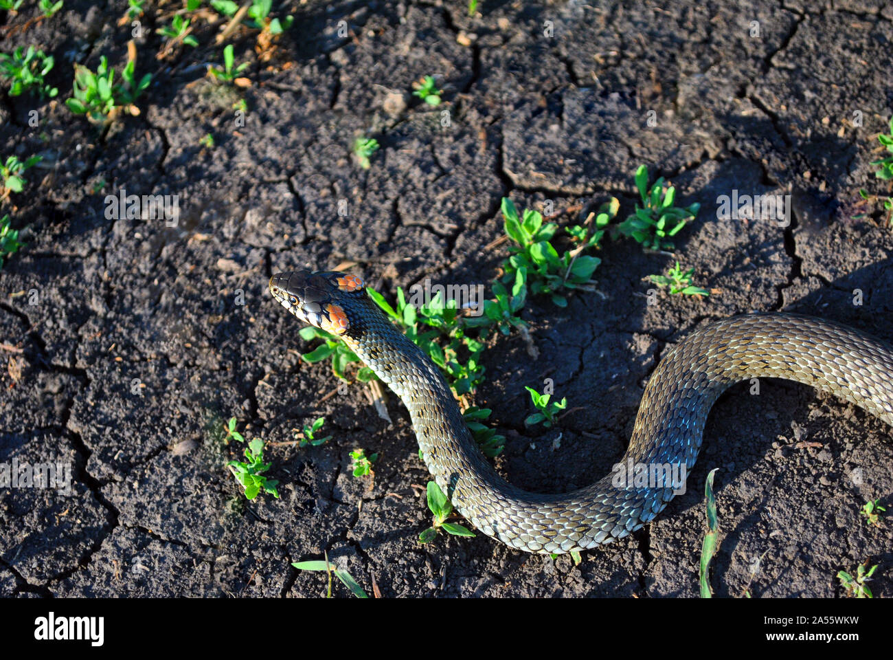 La biscia dal collare (Natrix natrix, inanellati snake, acqua serpente) strisciando sul terreno asciutto, vista dall'alto Foto Stock