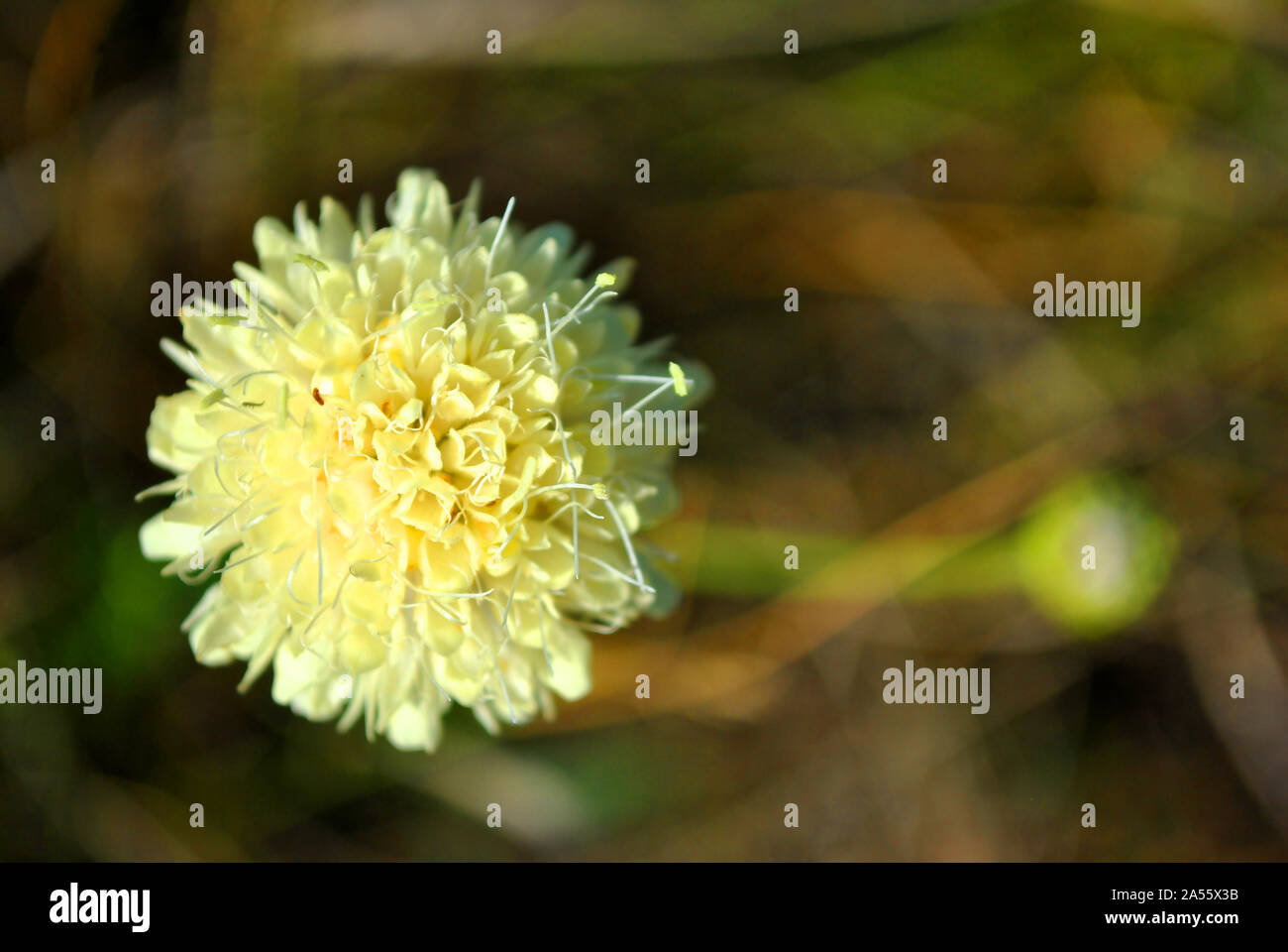 Cephalaria fiore bianco blooming, close up macro dettaglio sulla morbida erba sfocato sfondo, vista dall'alto Foto Stock