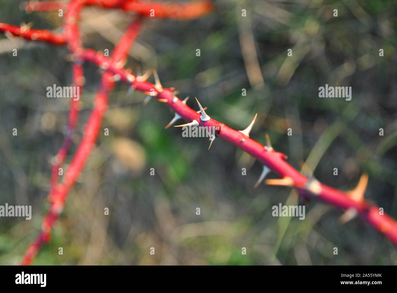 Rosa Mosqueta ramo rosso con punte su sfondo grigio di erba e ramoscelli  Foto stock - Alamy
