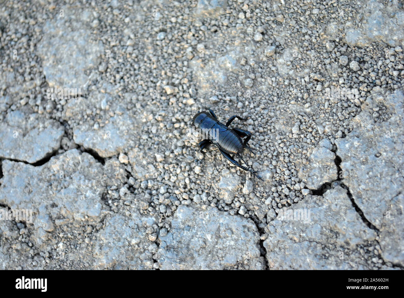 Nero Gryllus campestris (campo europeo cricket, campo cricket) strisciando per terra grigio Sfondo, vista dall'alto Foto Stock