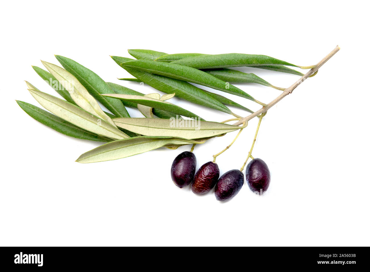 Olivicoltura europea (Olea europaea) ramo su sfondo bianco Foto Stock