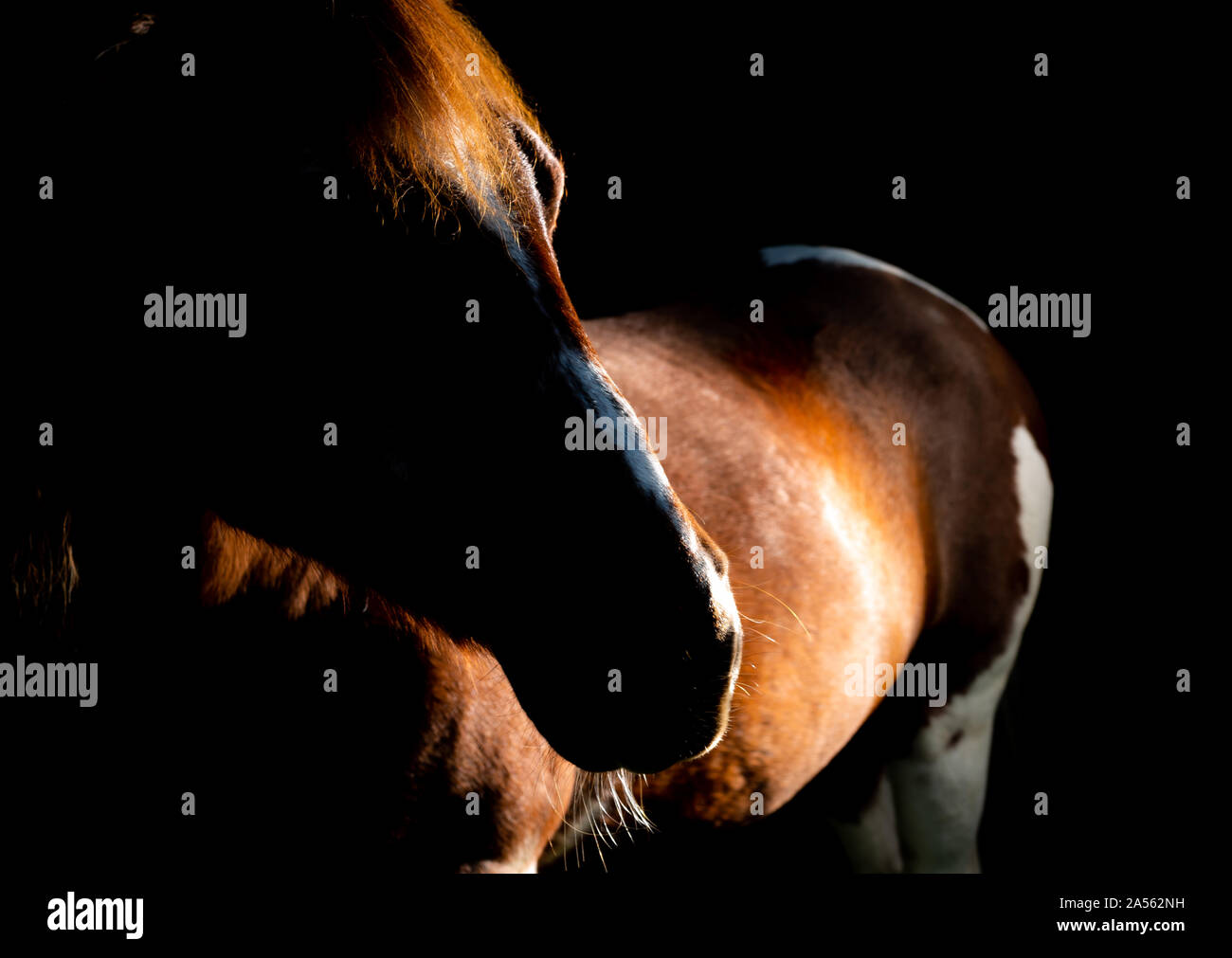 Ritratto di un 32 anni pony Foto Stock