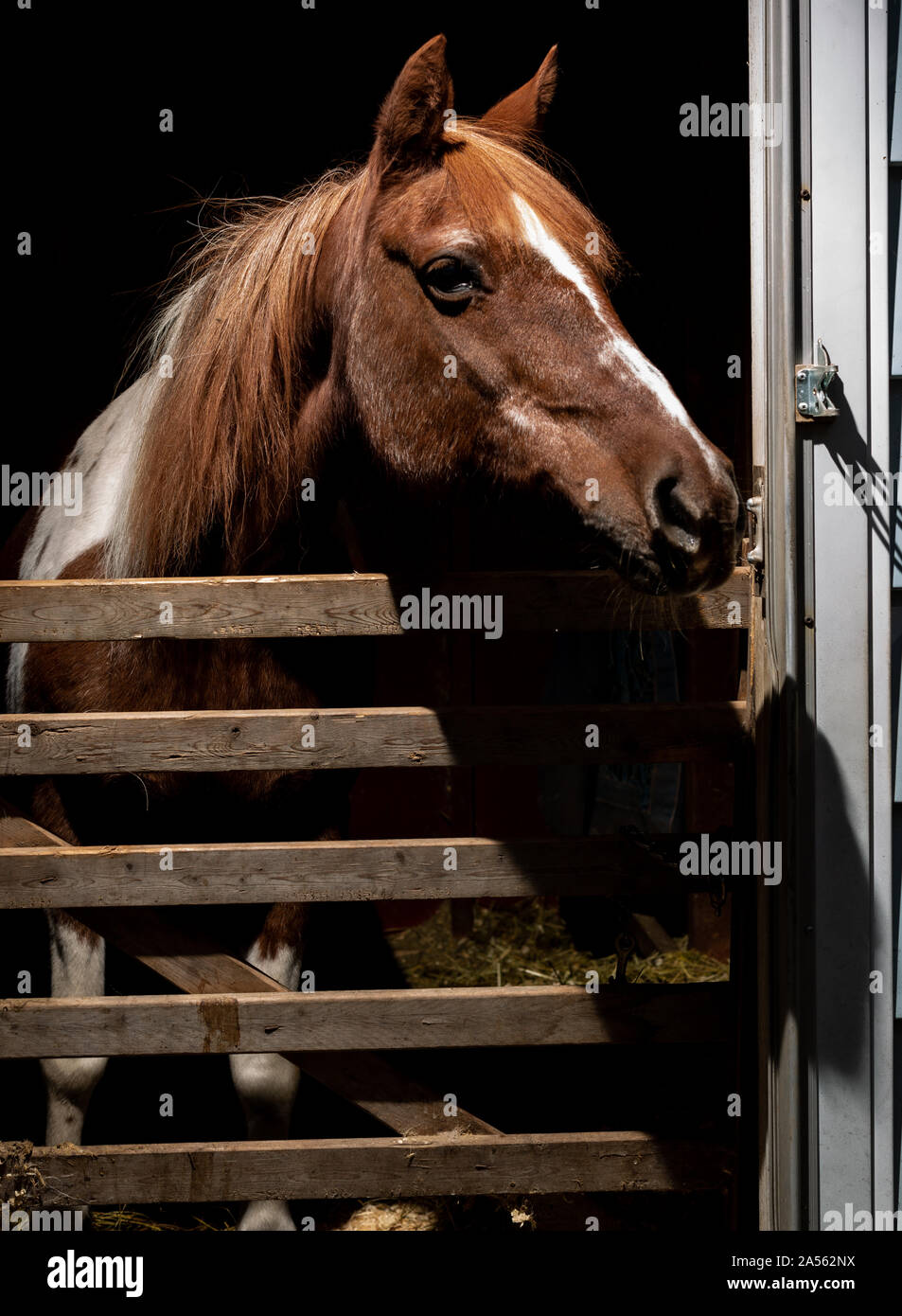 Ritratto di un 32 anni pony Foto Stock