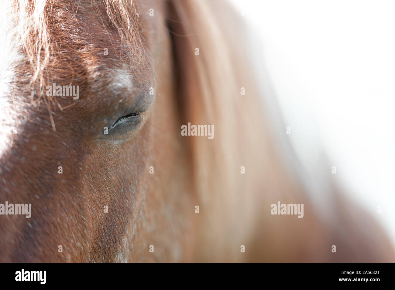 Ritratto di un 32 anni pony Foto Stock