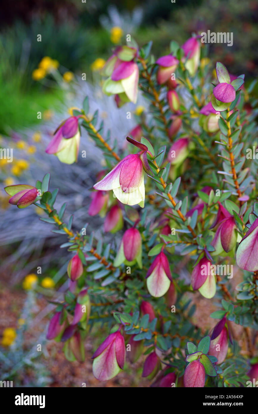 Vista di una campana Qualup impianto (Pimelea physodes) in Australia Foto Stock