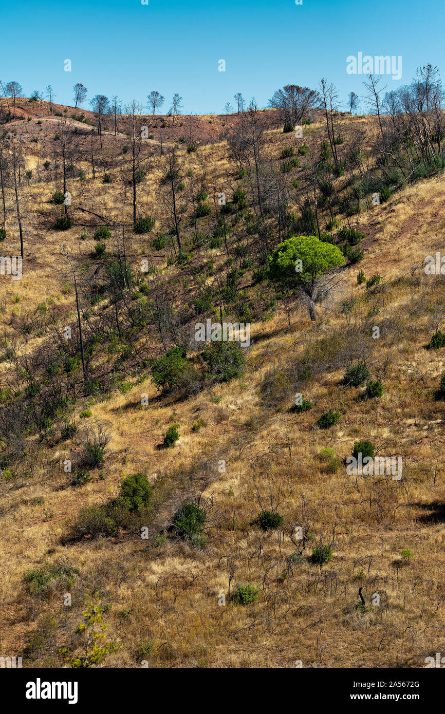 Colline bruciate in Portogallo Foto Stock