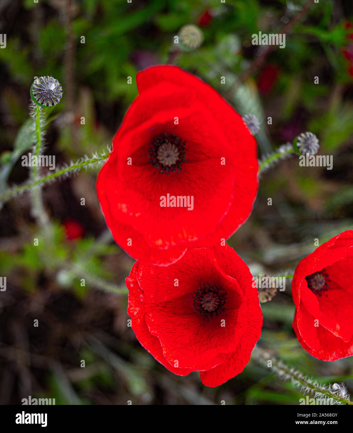 Papaveri rossi in Flanders Fields simbolo per Giorno del Ricordo WW1 - Per soft texture sfondi. Foto Stock