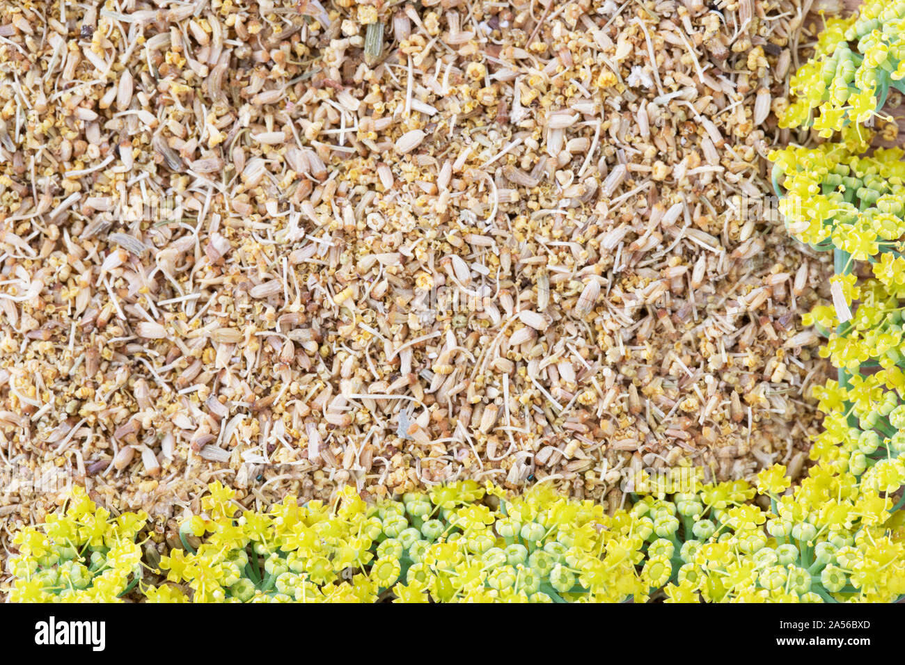 Texture di sfondo o del polline di finocchio con fiori di finocchio aour due lati dell'immagine. Foto Stock