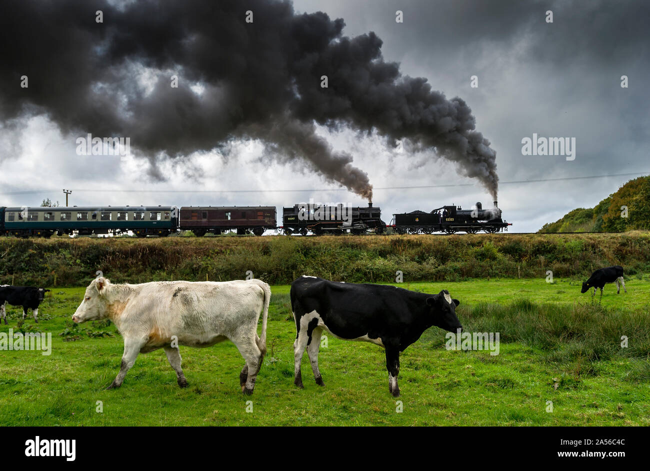 Bury, Lancashire, Regno Unito. 18 ott 2019. Il primo giorno dell'autunno annuale evento di vapore sulla East Lancashire Railway. Il volontario eseguire ferroviaria patrimonio è un impresa preferita con gli appassionati di vapore che viaggiano da tutto il paese per frequentare i tre giorni di manifestazione. Preferiti dalla East Lancashire Railway's home flotta sarà unire special guest di locomotori per il vapore spettacolare! Un sentito di vacche di continuare a mangiare l'erba come i motori di BR n. 52322 e BR Standard Classe 4 2-6-4T n. 80080 pronti a lasciare bavature fermata in Bury Lancashire. Foto di credito: Paolo Heyes/Alamy Live News Foto Stock